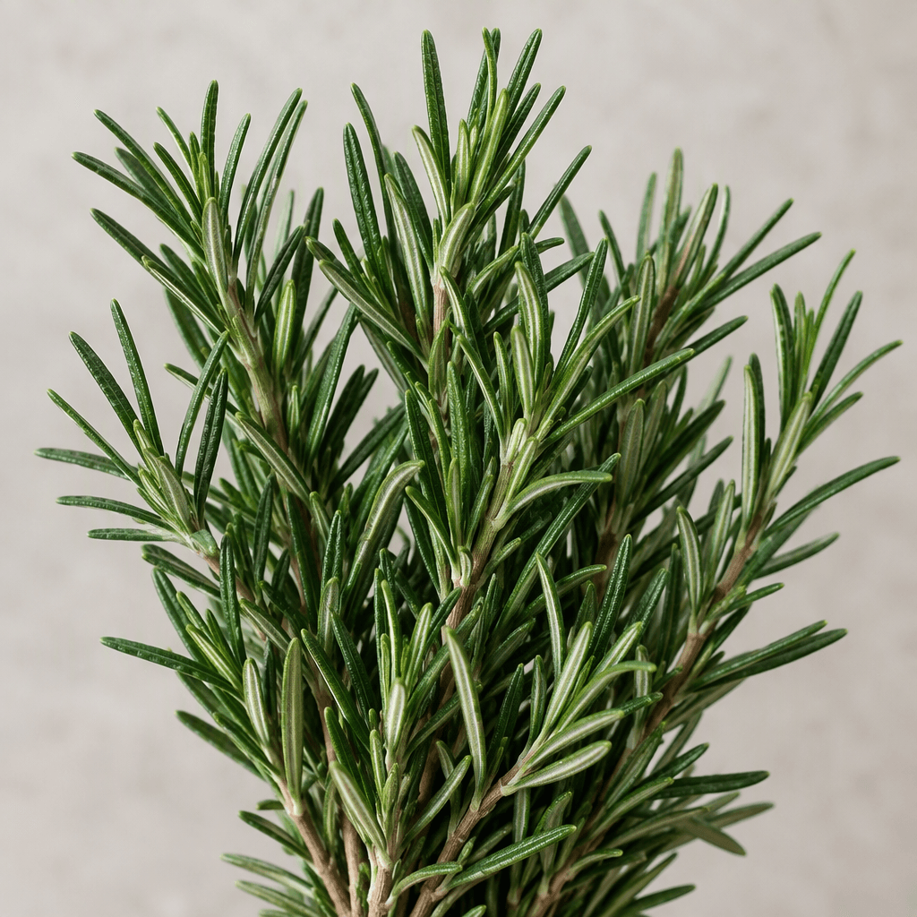 Slender woody green sprigs covered with narrow, needle-like dark green leaves, with slightly paler undersides and a firm, twiggy texture.