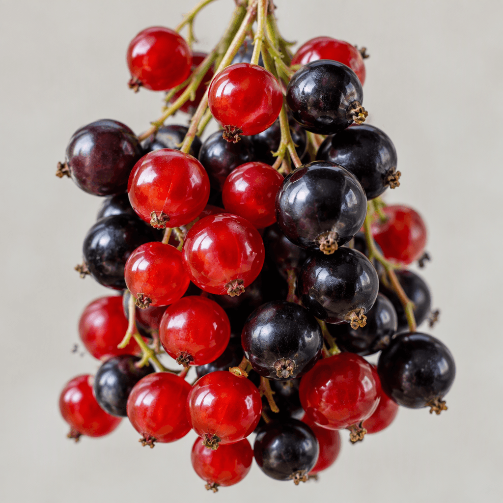 Small, round, glossy currants hang in delicate clusters, ranging from translucent ruby red to deep purple-black, with thin stems and smooth, taut skins.